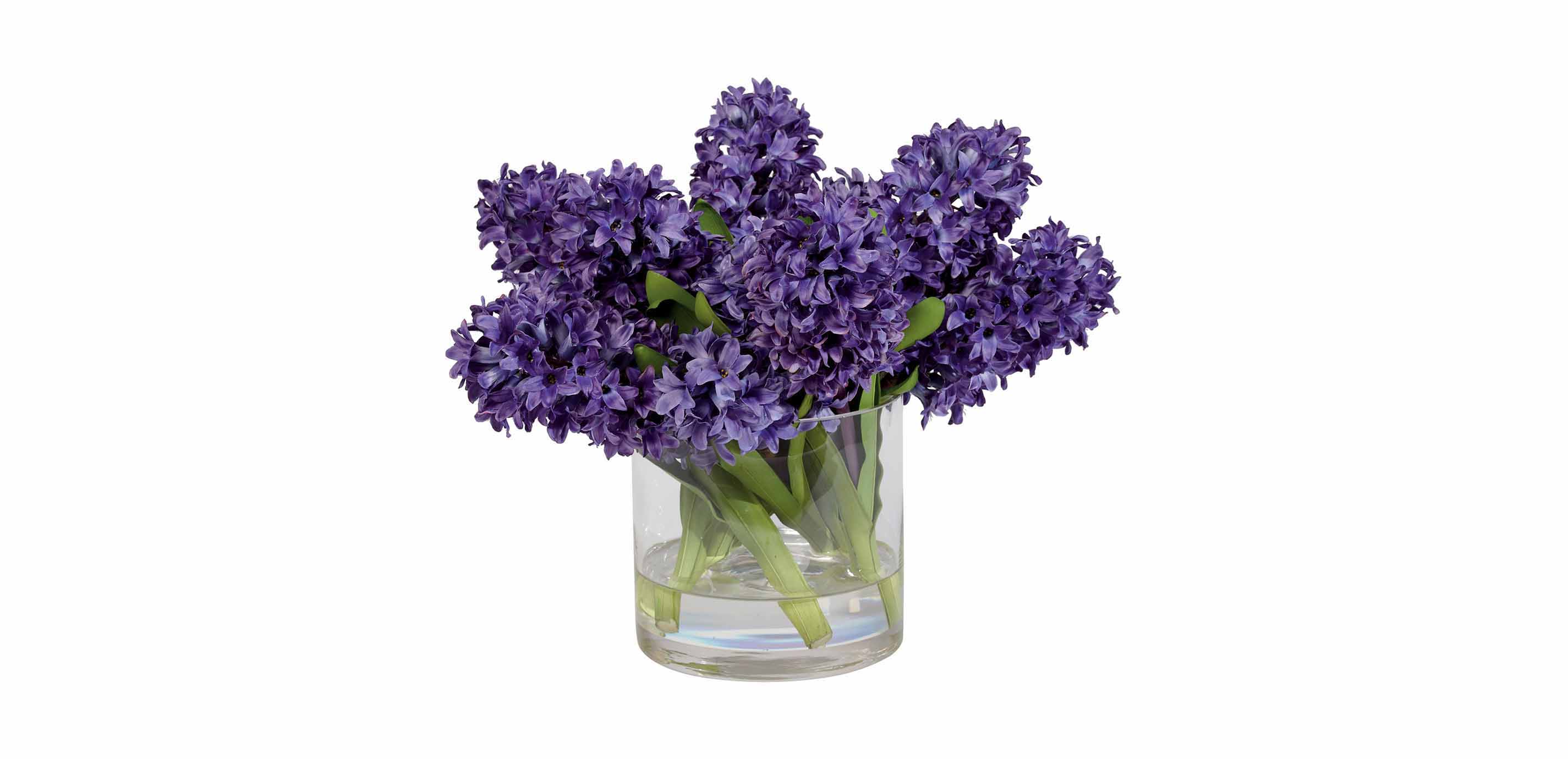 Purple Hyacinth Watergarden FLORALS & TREES