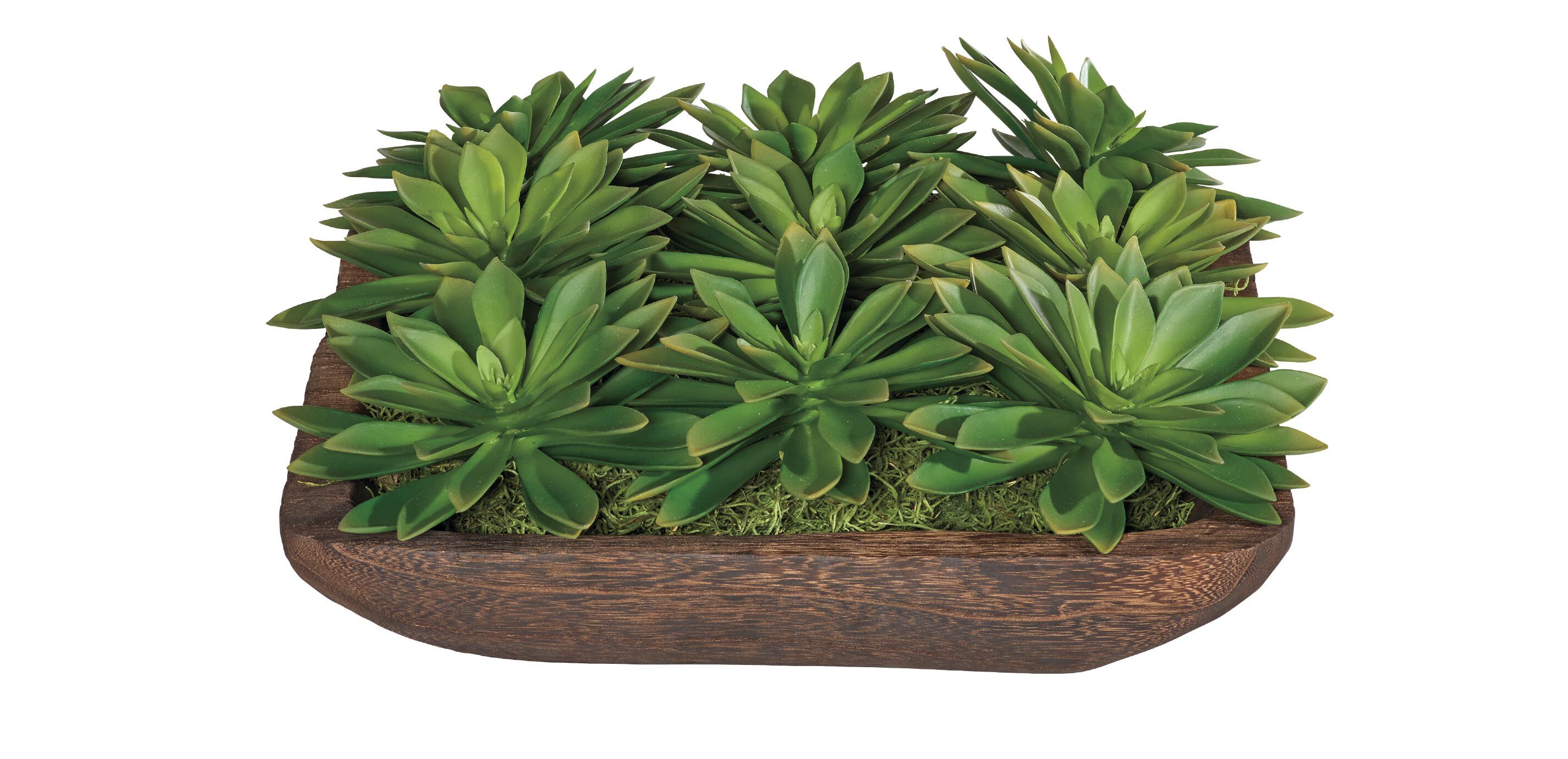 Succulent Centerpiece in Dark Wood Bowl_2