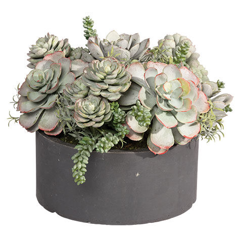 Mixed Succulents in Round Tray image