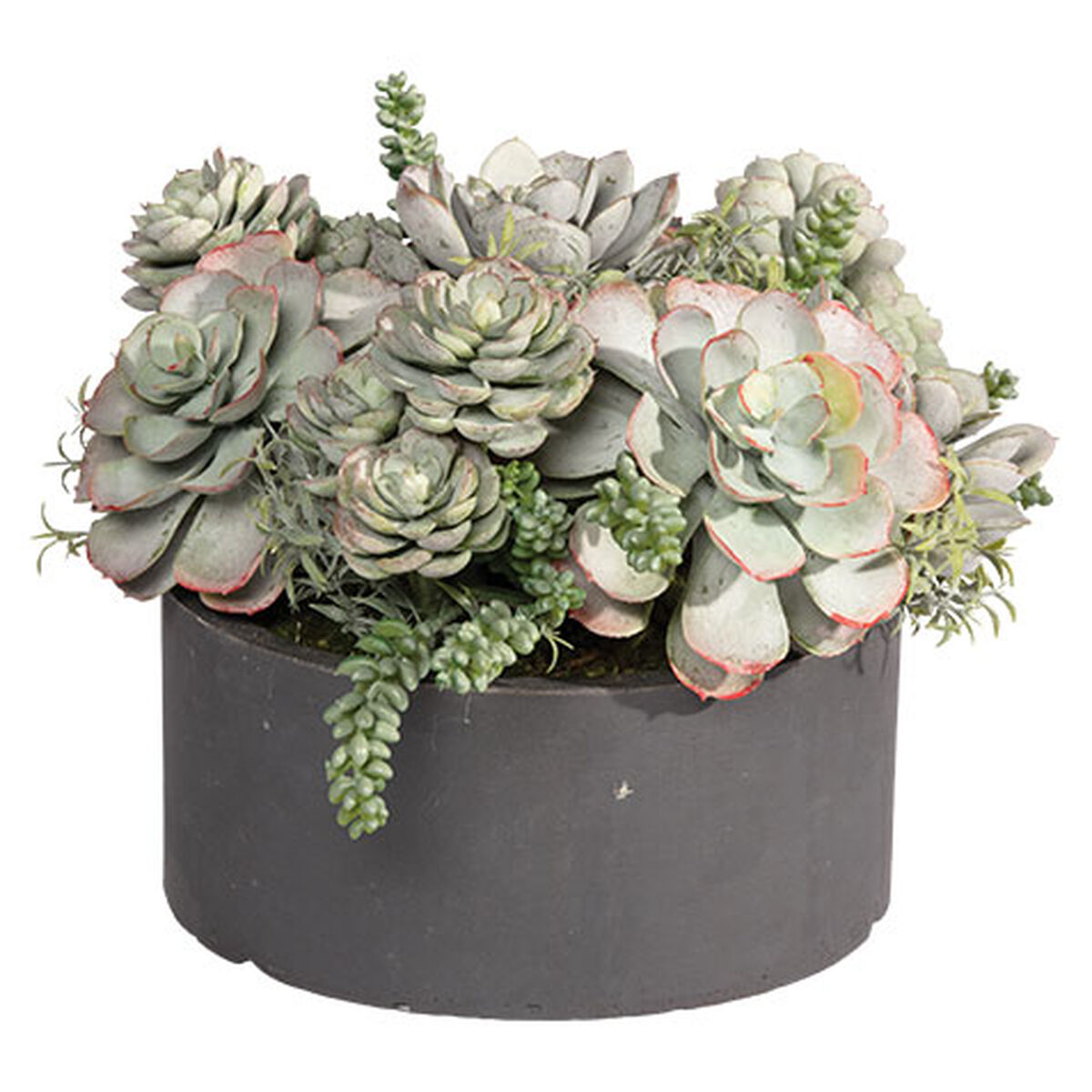 Mixed Succulents in Round Tray