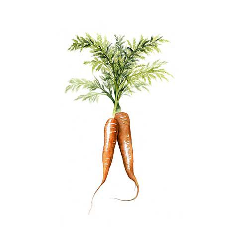 Carrot image