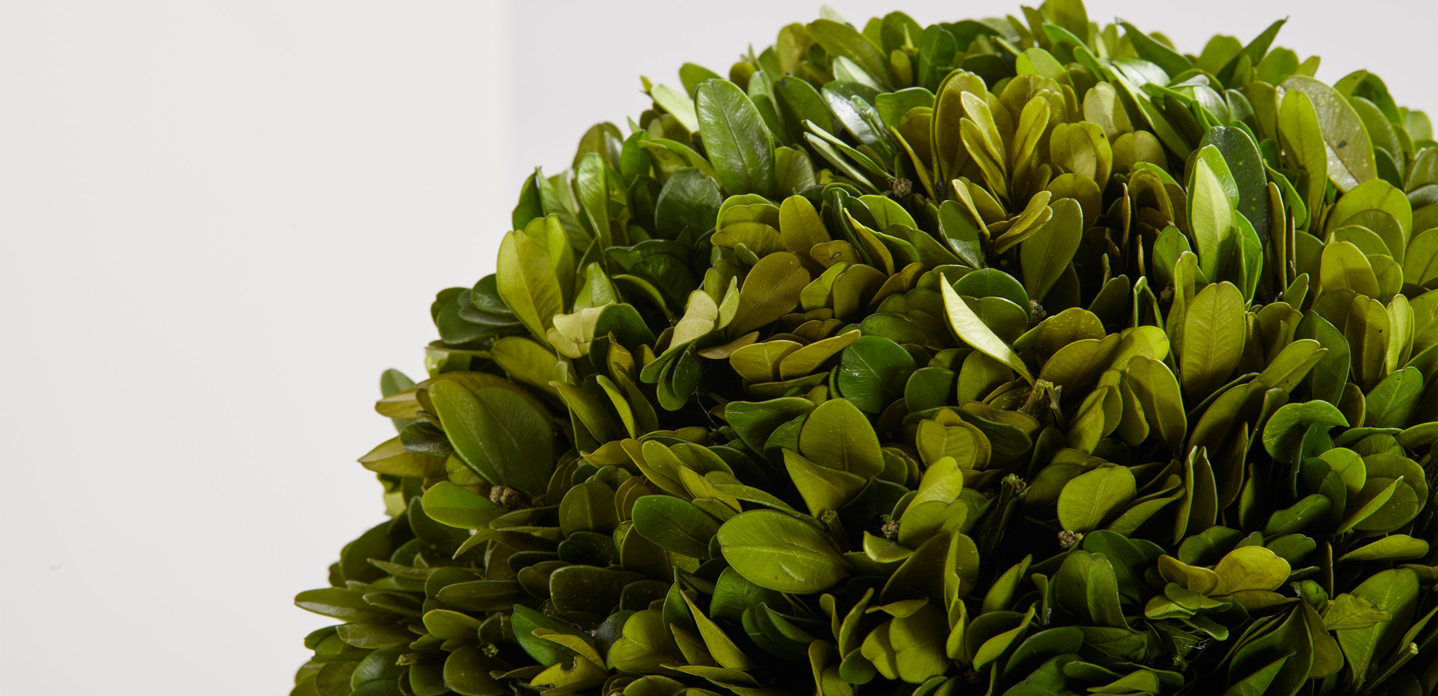 Small Boxwood Plant in Ivory Pot_2