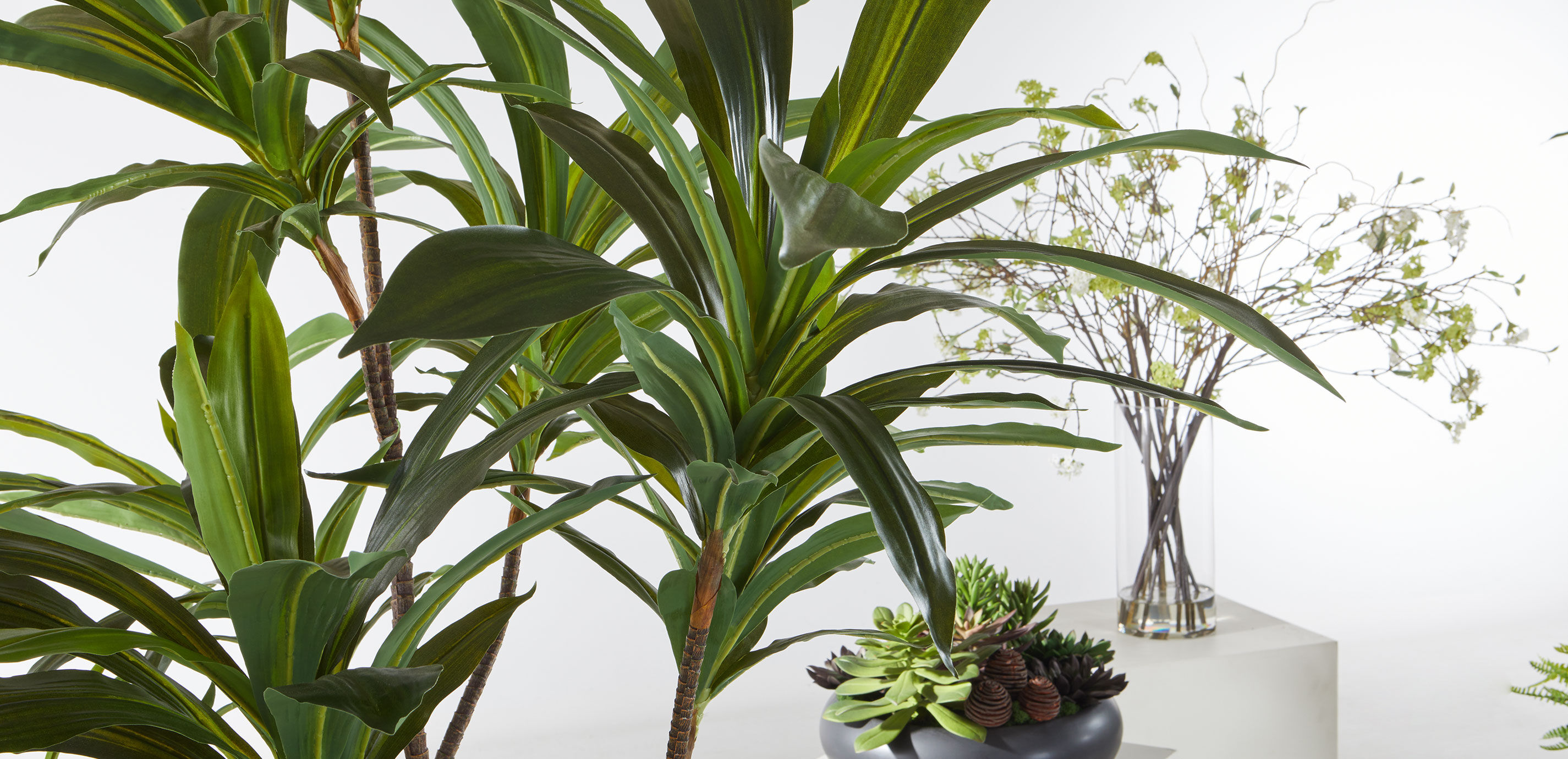 Dracaena Tree_8