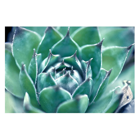 Cabbage Flower I image