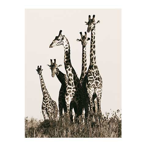 Giraffes image