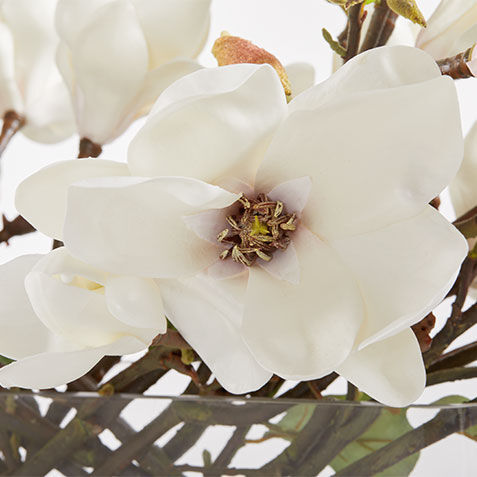Magnolia Arrangement in Linear Vase Product Tile Hover Image 443804   WHT