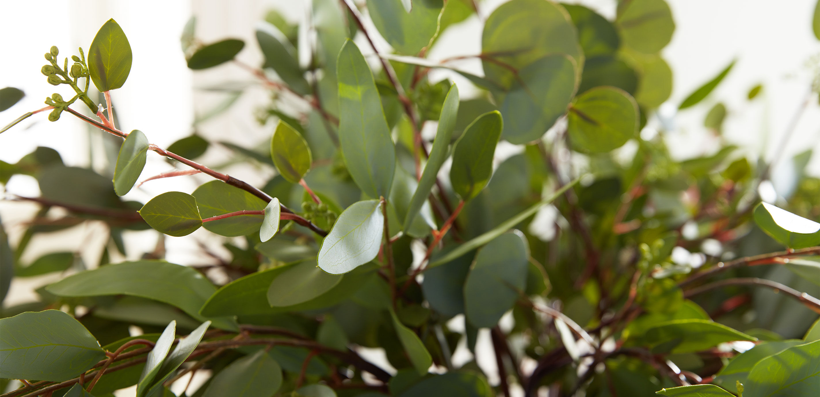 Eucalyptus in Cylinder Vase_2