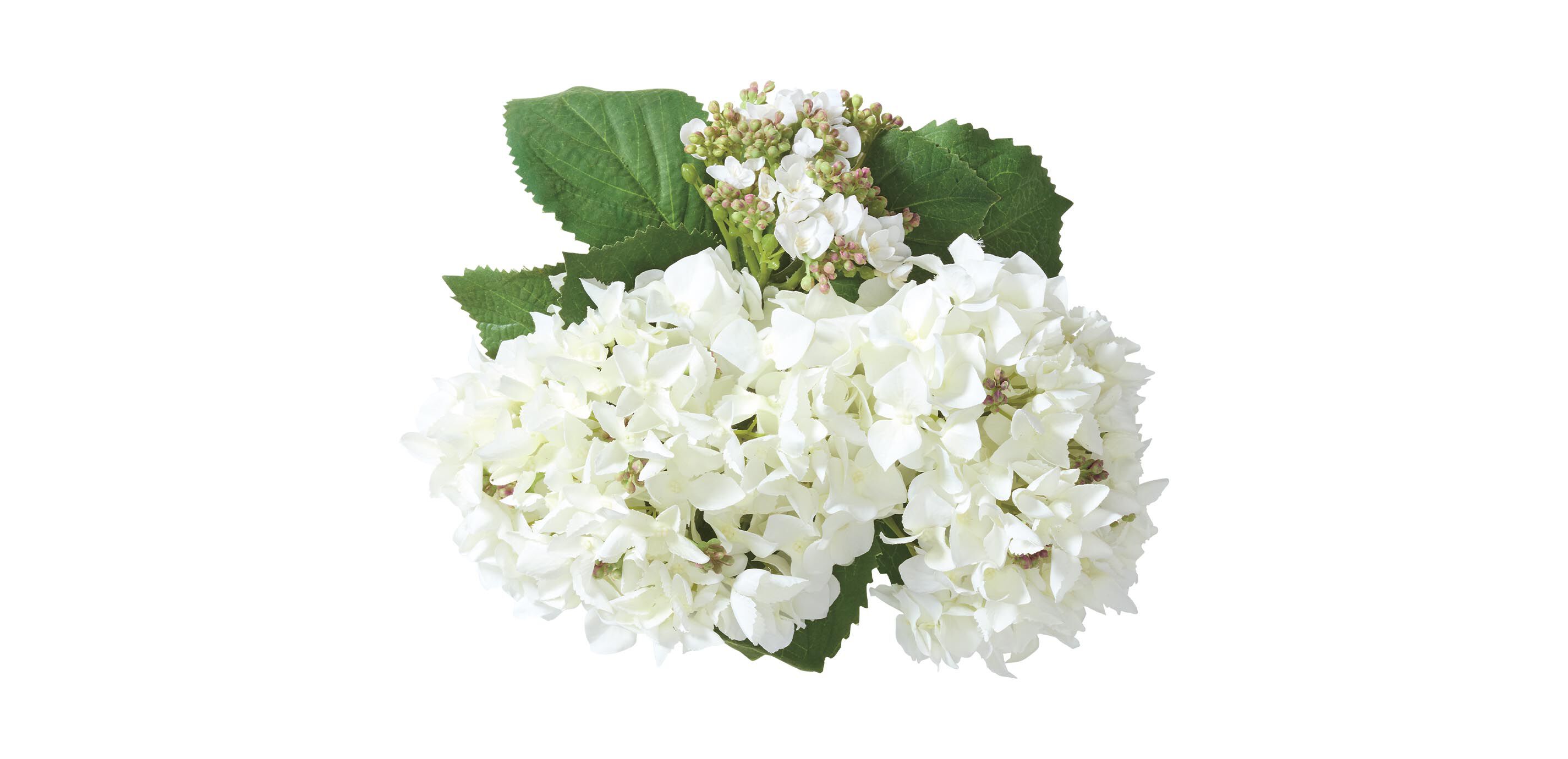 Hydrangea and Buds in Small Glass Vase_2