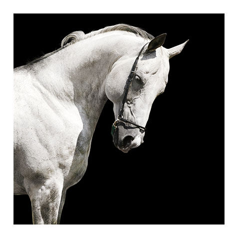 White Stallion image