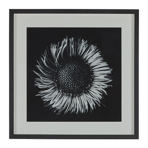 Black Botanical II image