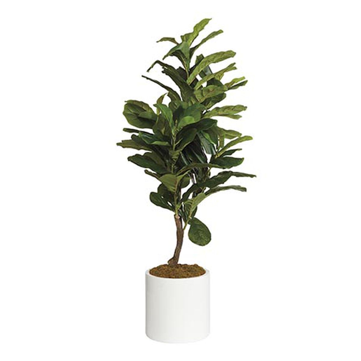 Fiddle-Leaf Tree in White Pot