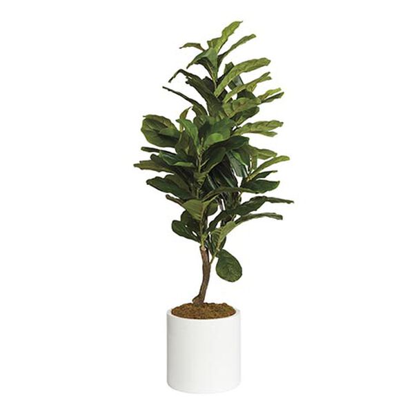 Fiddle-Leaf Tree in White Pot