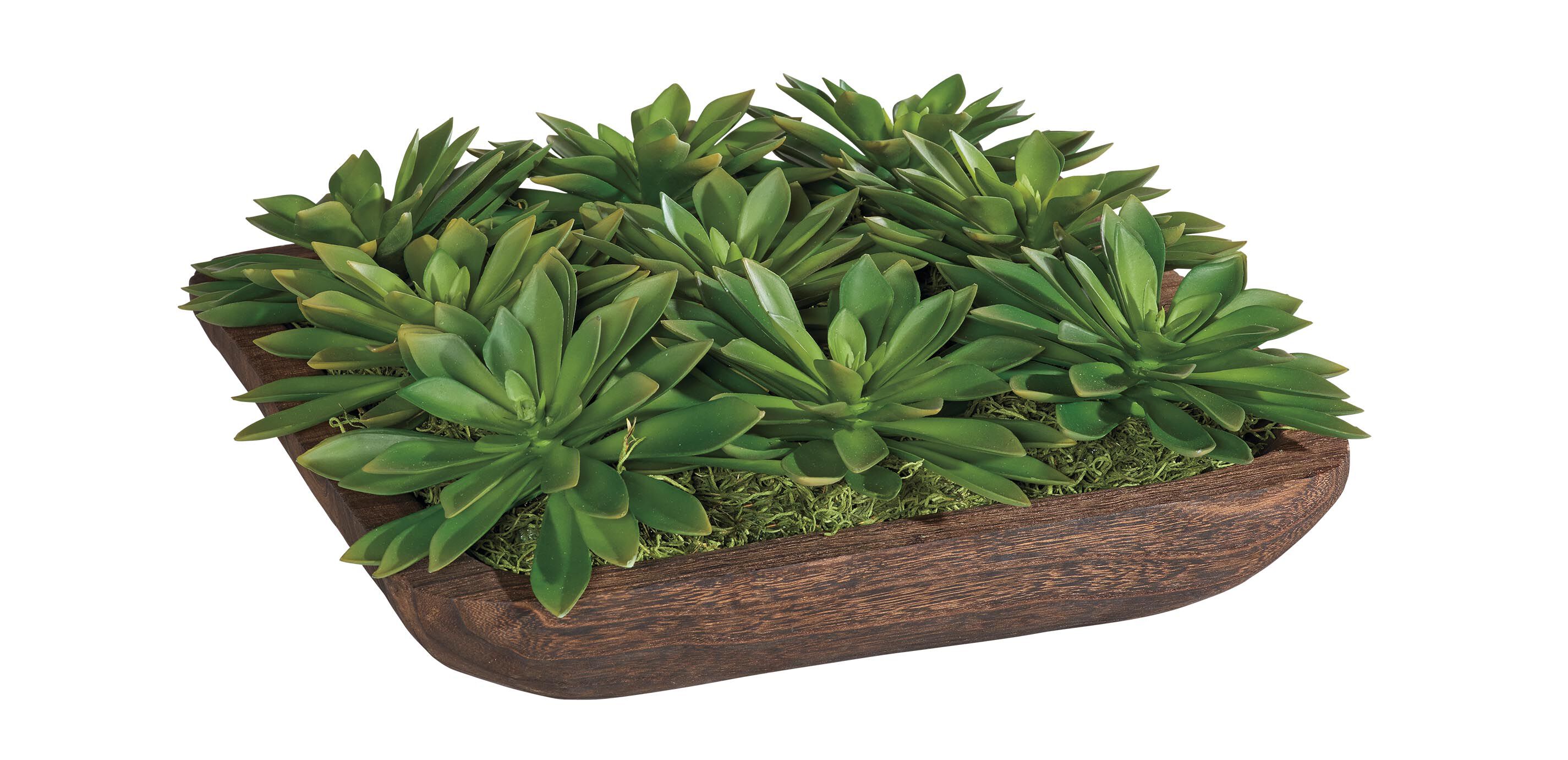 Succulent Centerpiece in Dark Wood Bowl_1