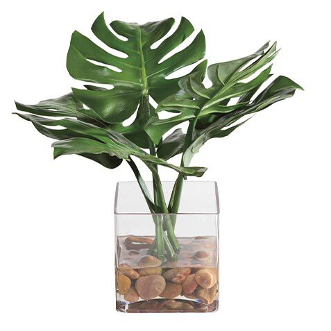 Tropical Leaf Watergarden image 443809   GRN