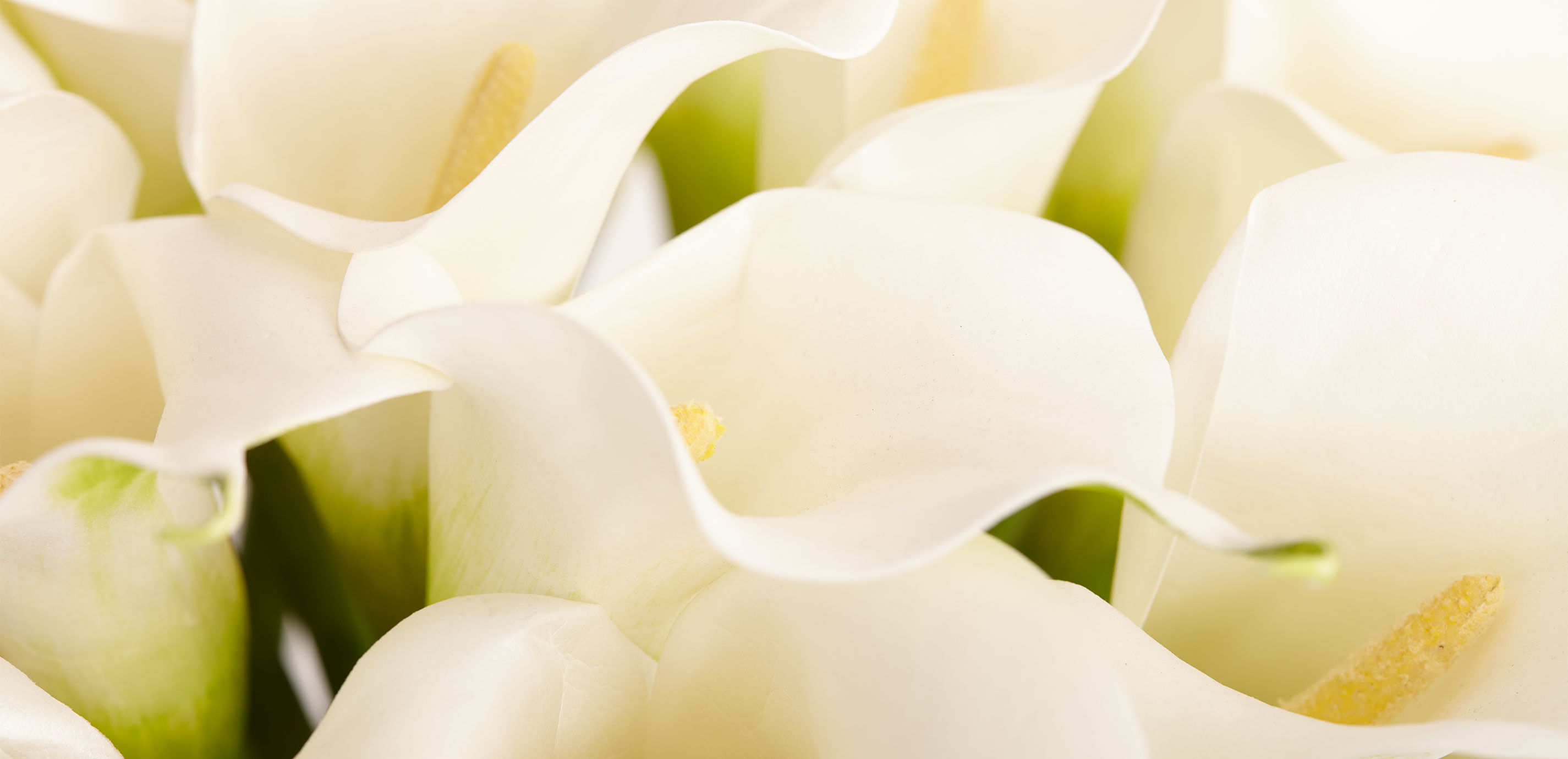 Calla Lilies in Vase_2