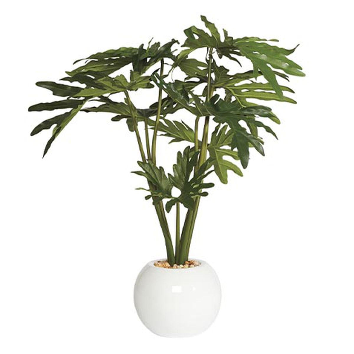 Philodendron in White Pot