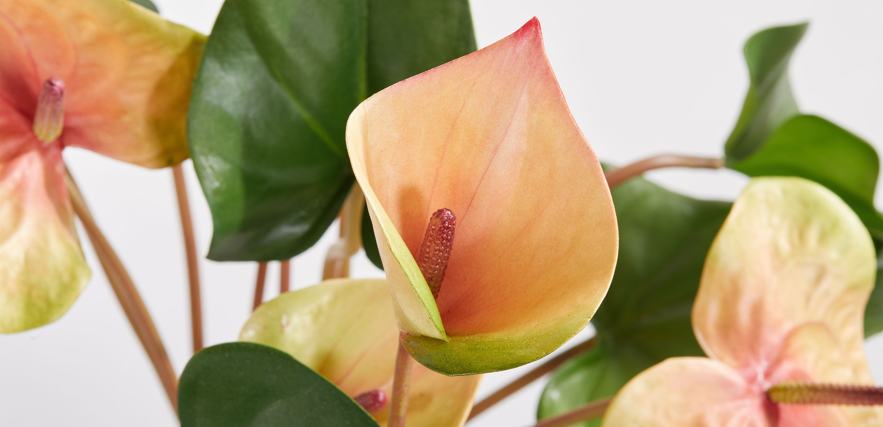 Tropical Anthurium Bouquet in Glass Vase_4
