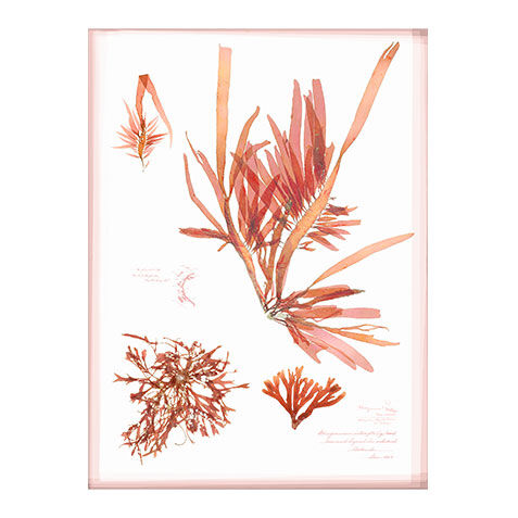 Coral Pressings II image