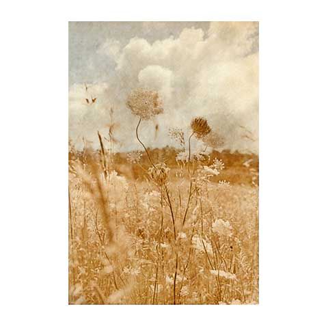 Wild Flower Field image