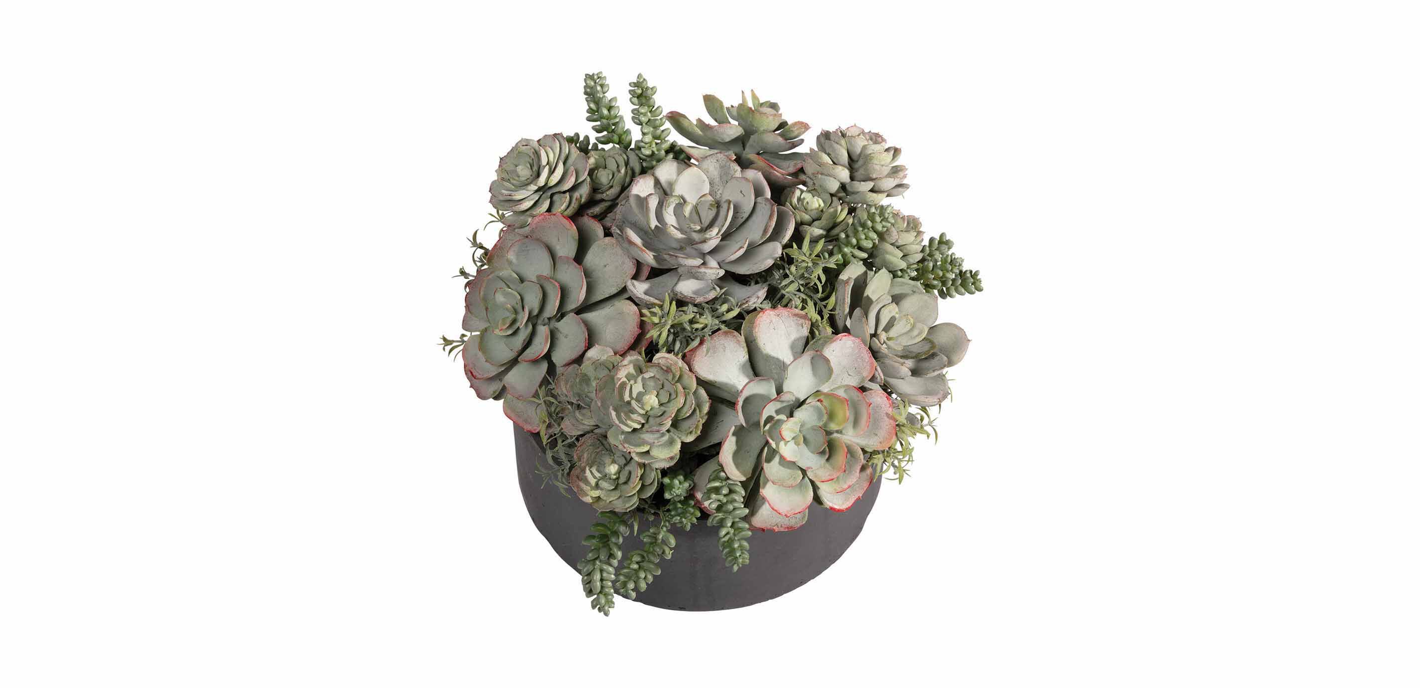 Mixed Succulents in Round Tray_1