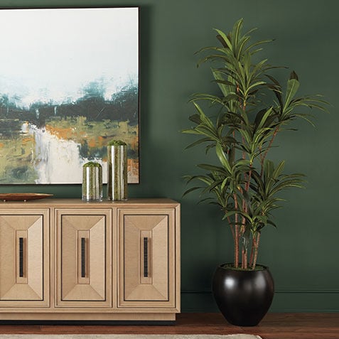 Dracaena Tree Product Tile Hover Image 443794MST