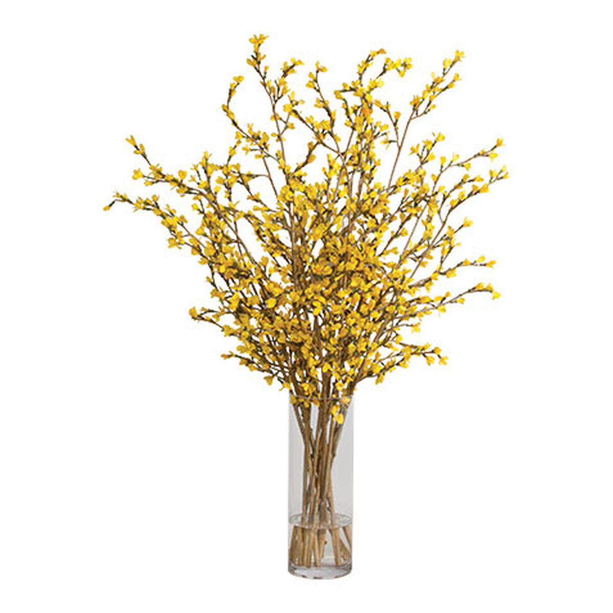 Tall Forsythia Watergarden