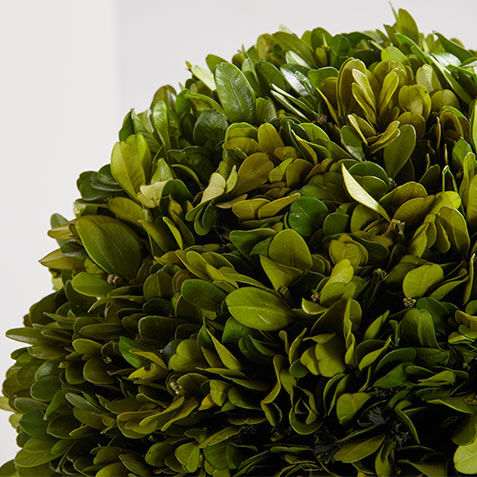 Small Boxwood Plant in Ivory Pot Product Tile Hover Image 443769   GRN