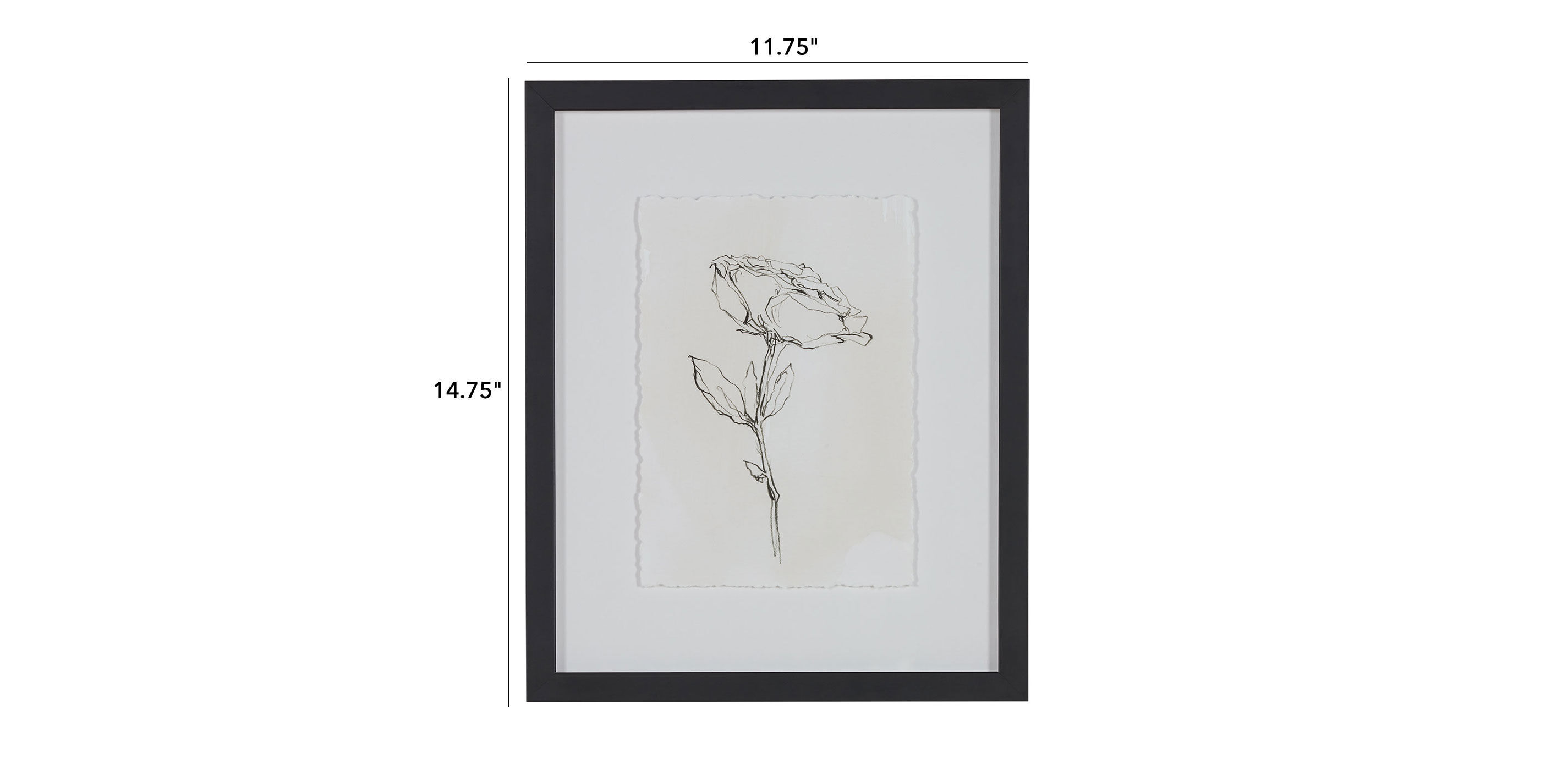 Floral Contour Study IV_1