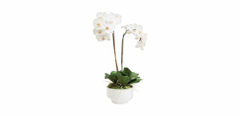 White Orchid in Ceramic Pot | FLORALS & TREES | Ethan Allen