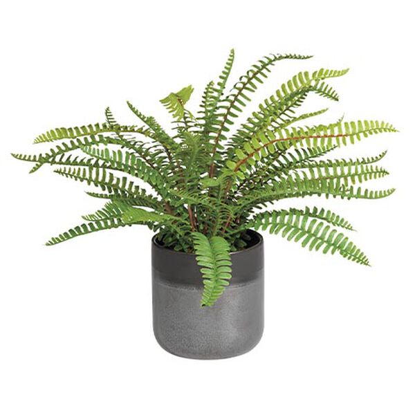 Boston Fern in Black Vase