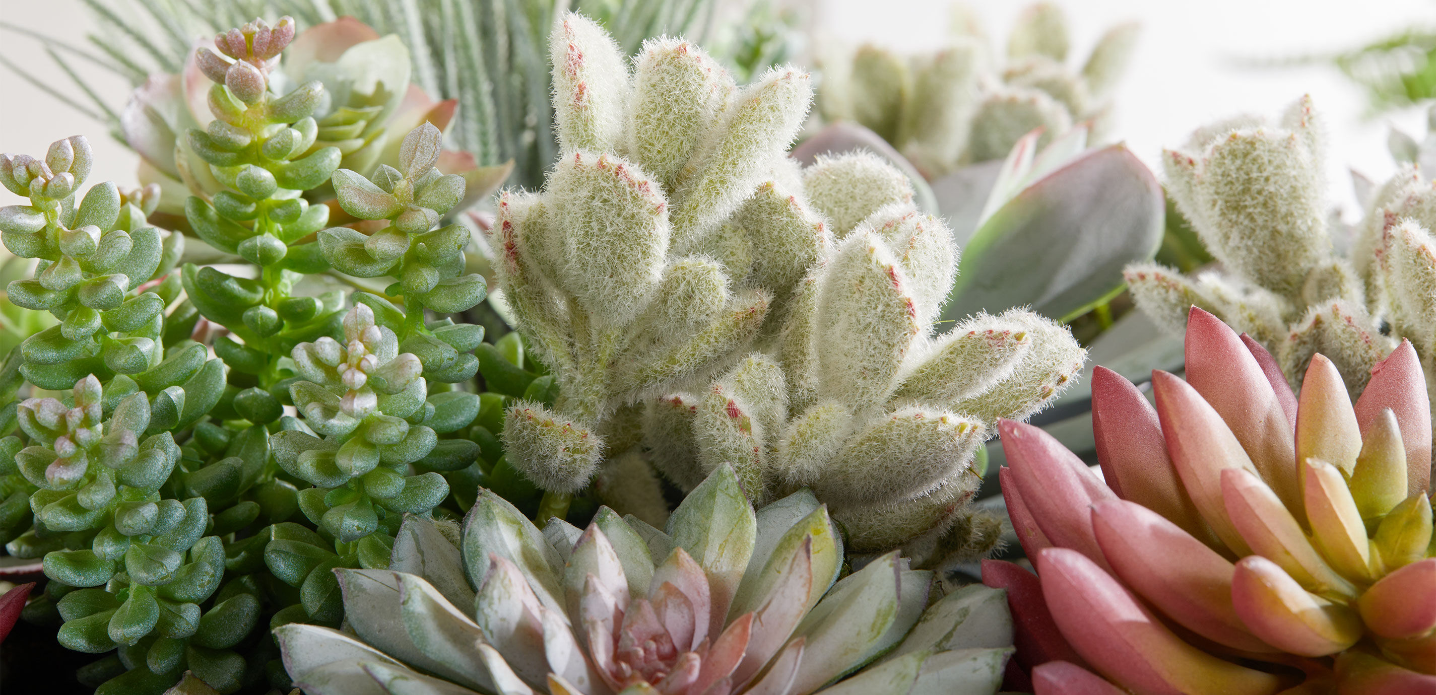 Mixed Succulents in Gray Bowl_6