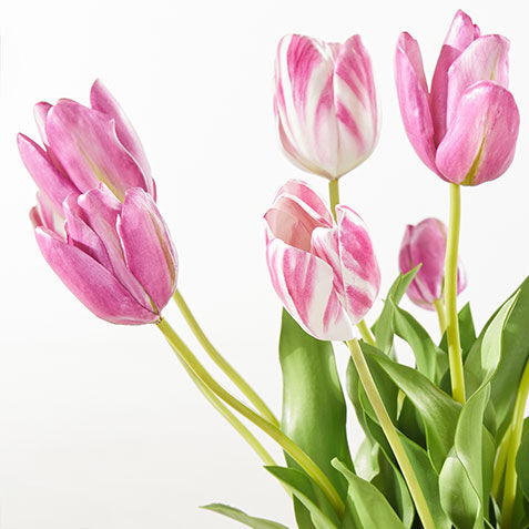 Light Purple Tulip Bouquet in Cylinder Vase Product Tile Hover Image 443770   PNK
