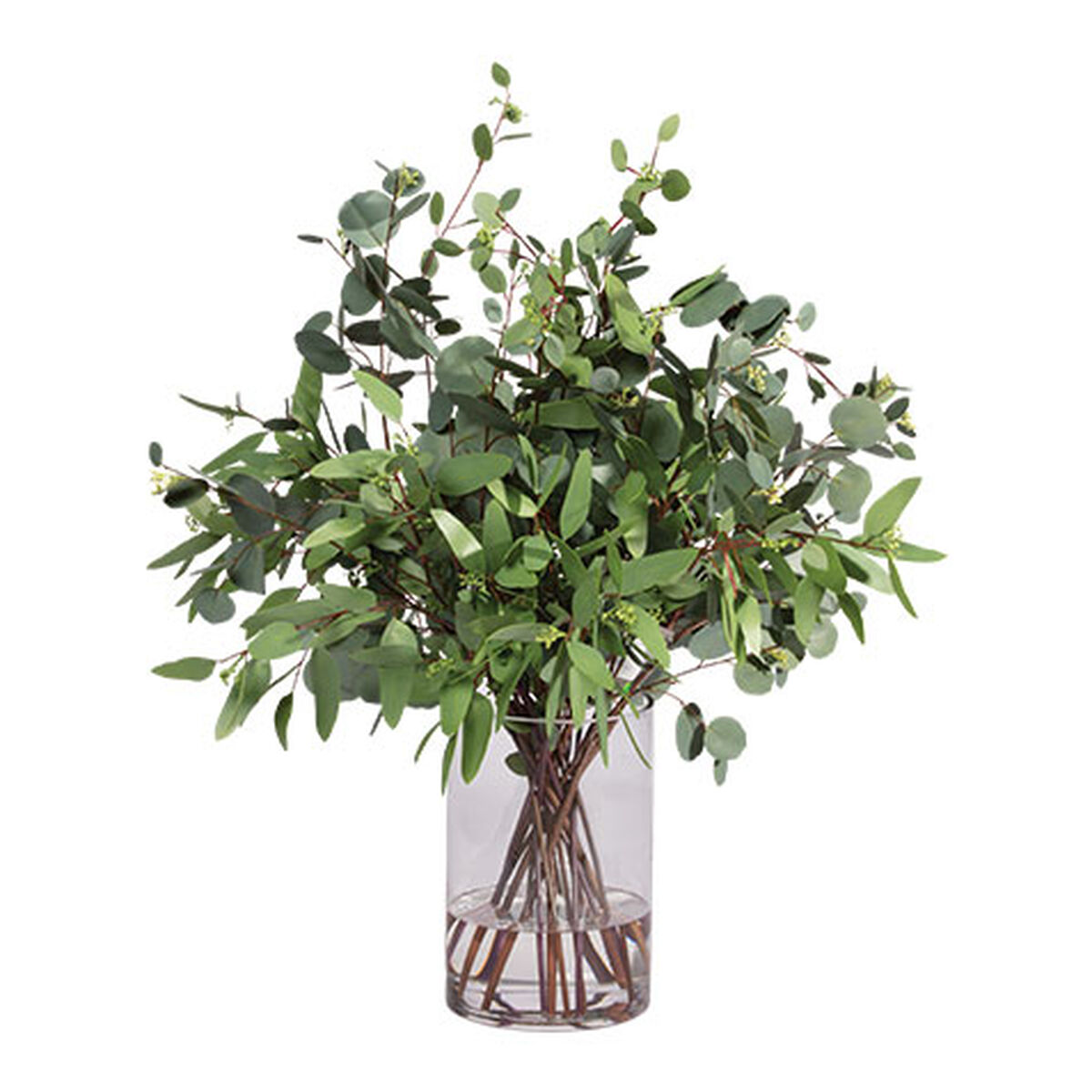 Eucalyptus in Cylinder Vase