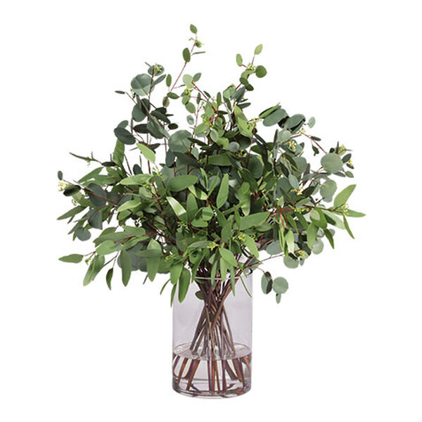 Eucalyptus in Cylinder Vase