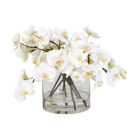 White Orchids in Glass Cylinder image