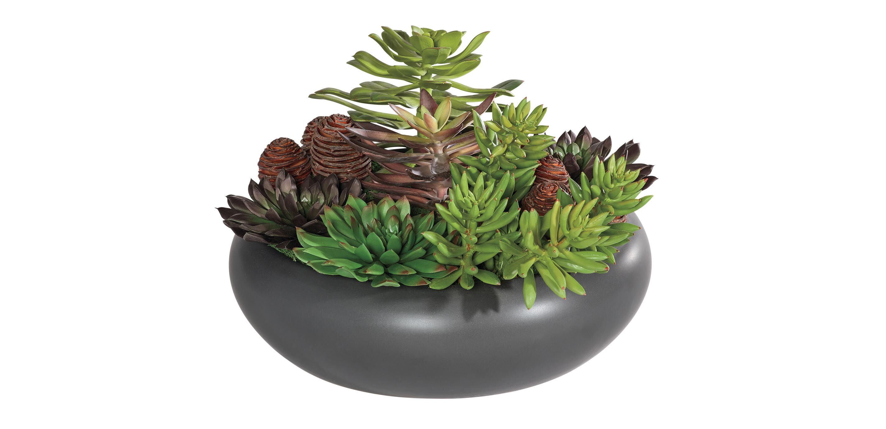 Dark Succulent Centerpiece in Black Bowl_2