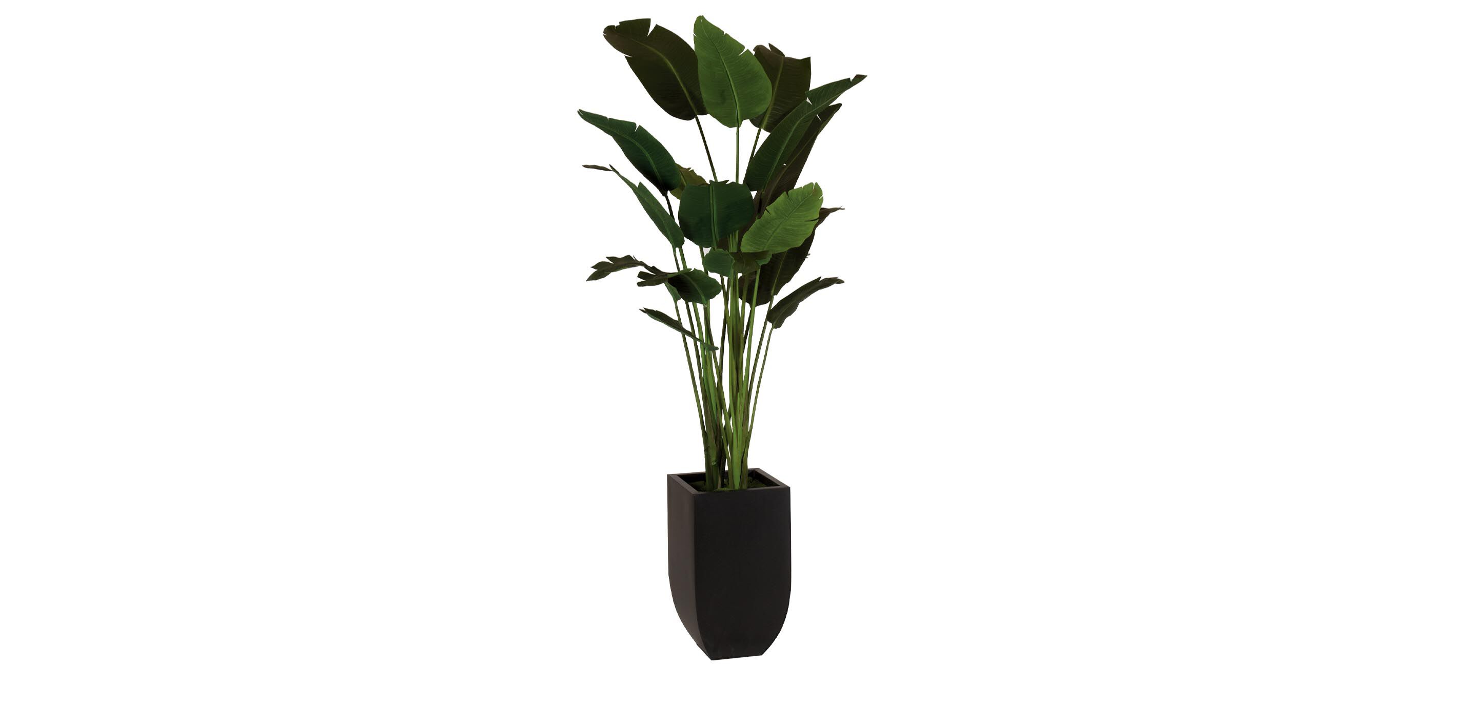 Traveler's Palm in Tapered Urn