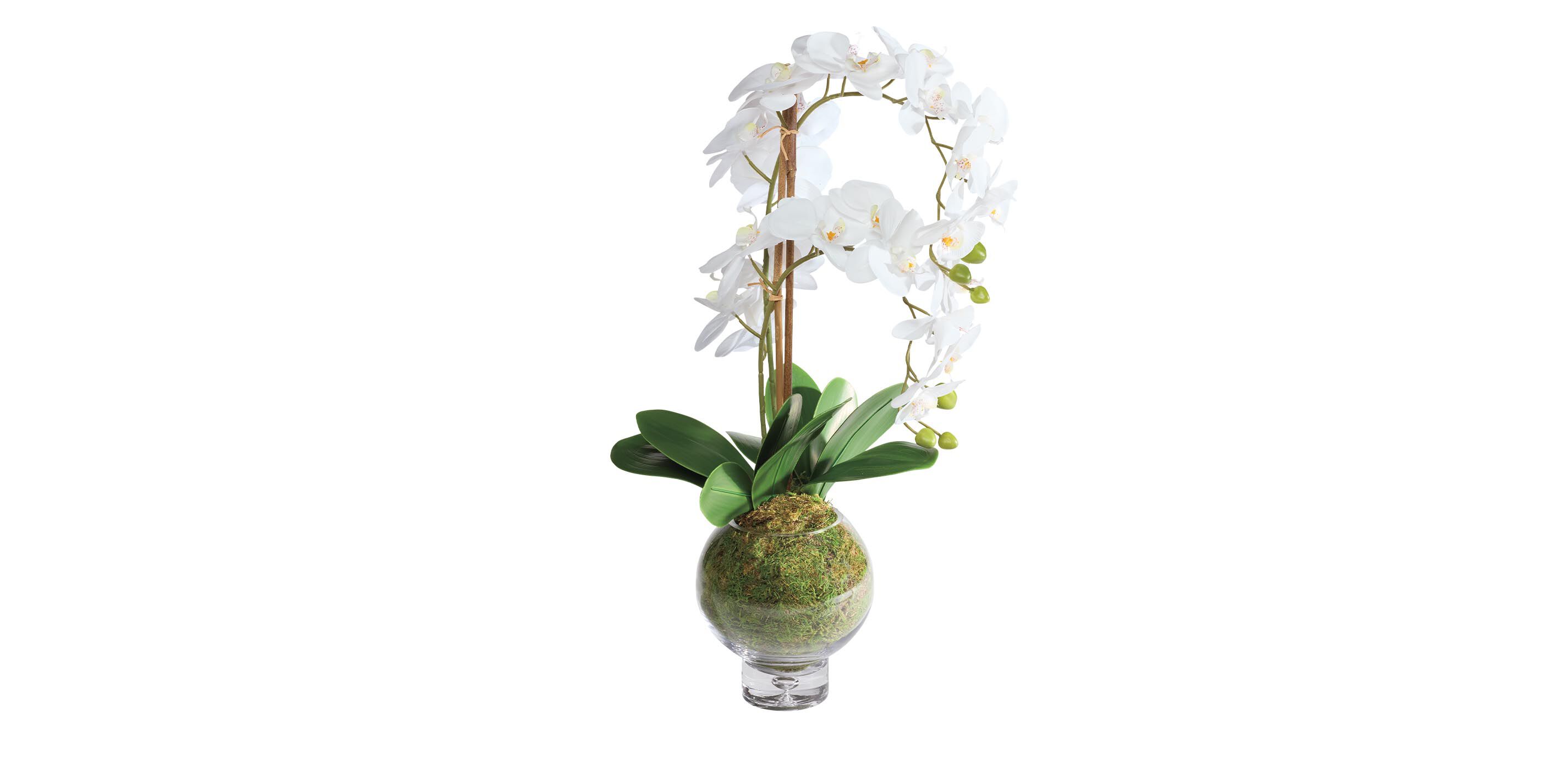 Orchid in Round Glass Vase