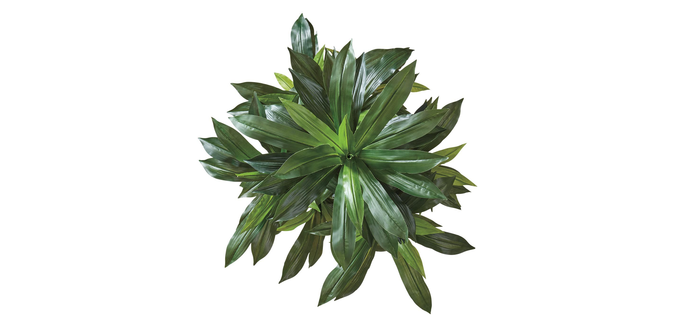 Dracaena Tree_3