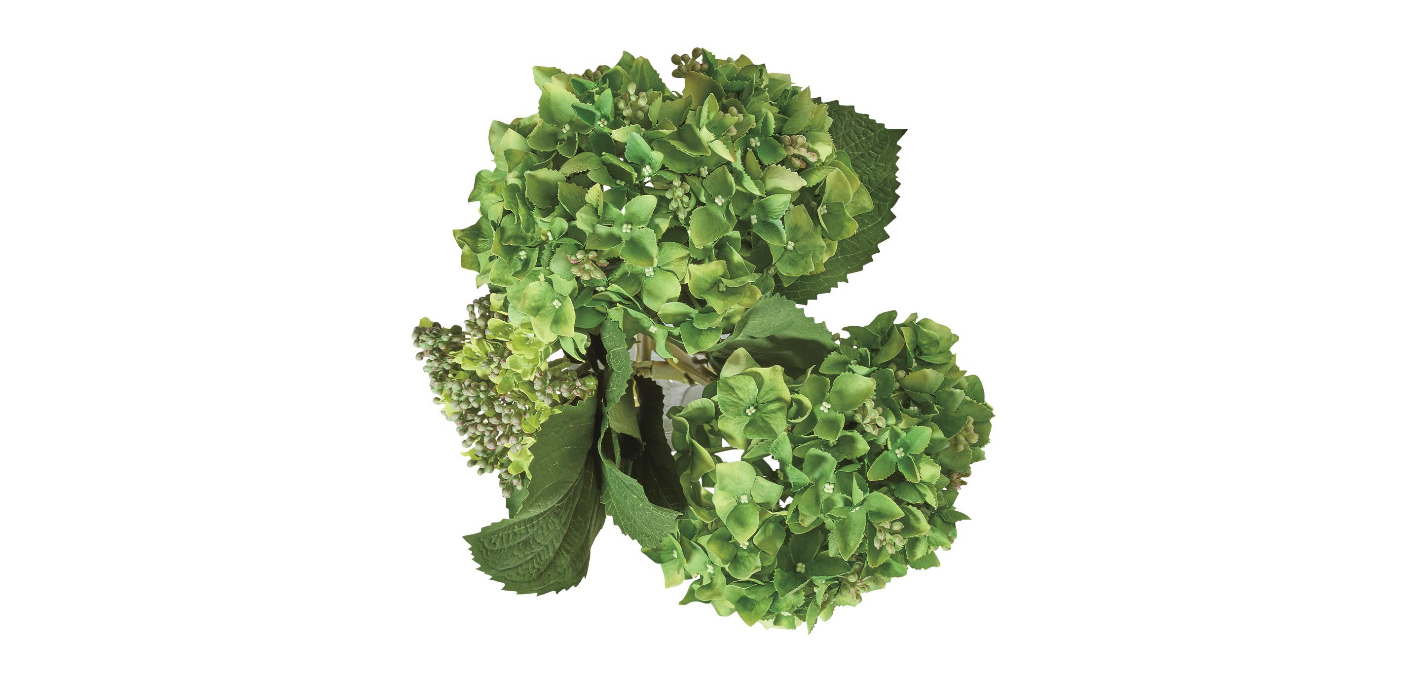 Hydrangea and Buds in Small Glass Vase_3