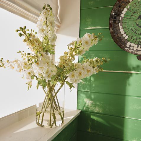 Delphinium Watergarden Product Tile Hover Image 446633