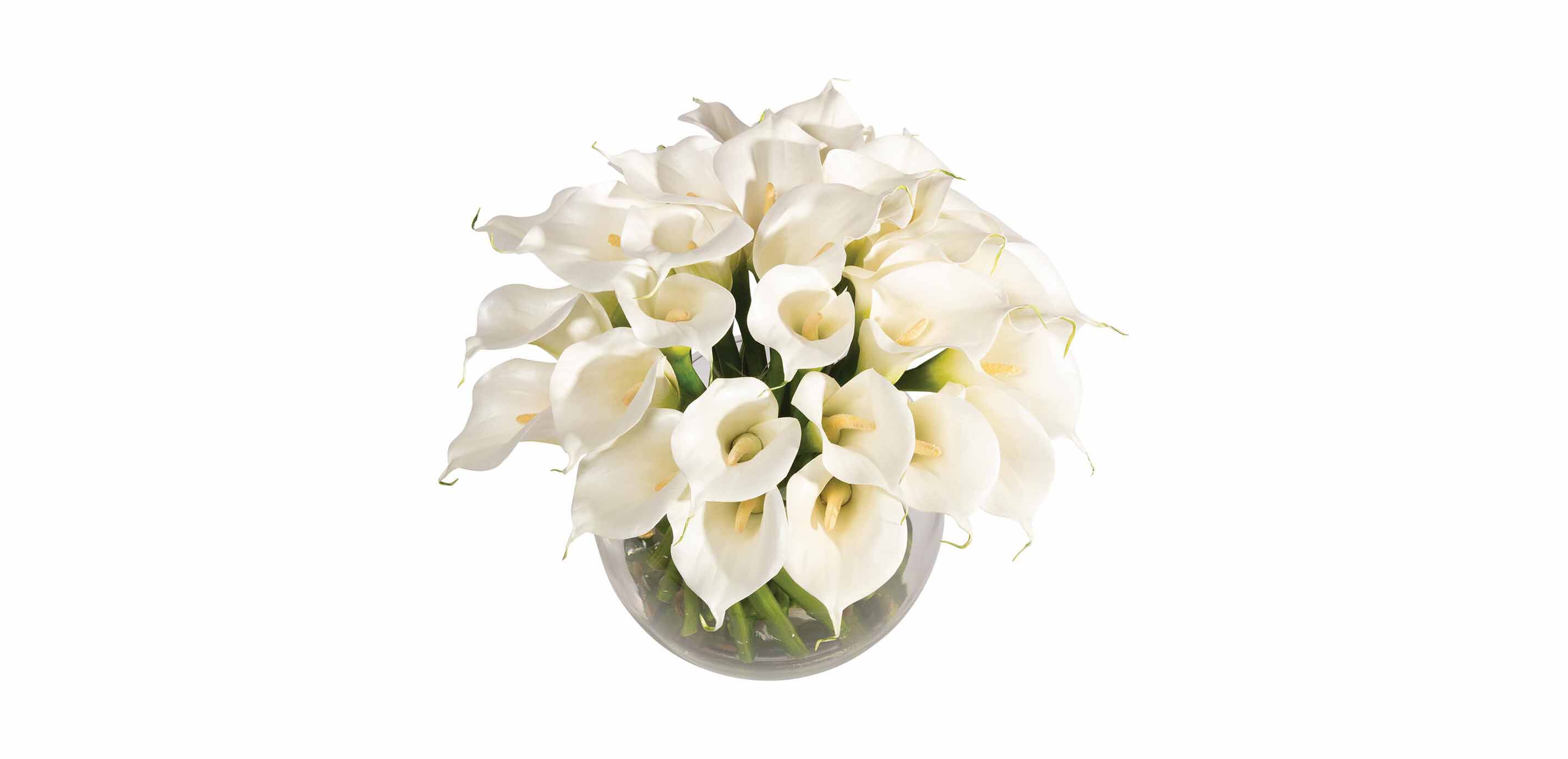 Calla Lilies in Vase_1