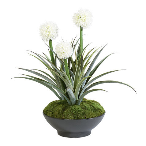 Pandanus Garden image