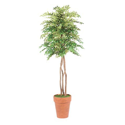 Smilax Tree in Terracotta Pot image 443813   GRN