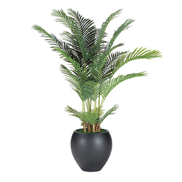 Areca Palm Tree