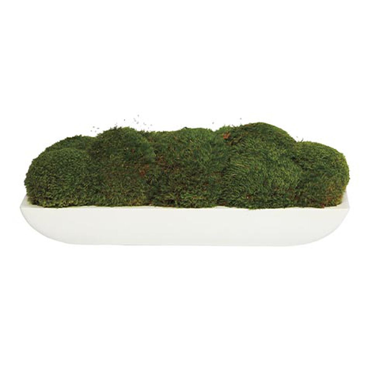 Moss in Linear White Bowl