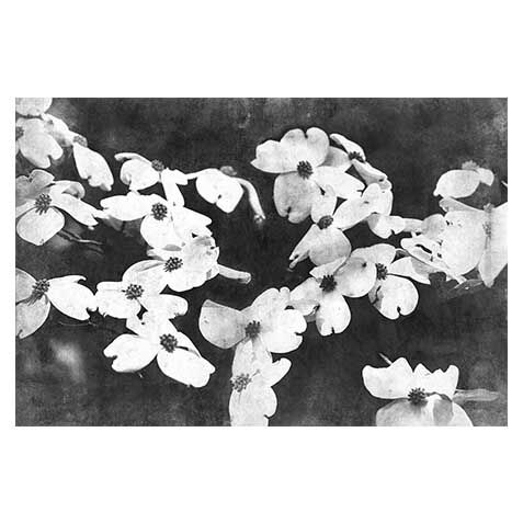 Dogwood III image