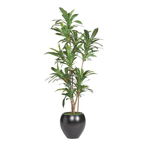 Dracaena Tree image
