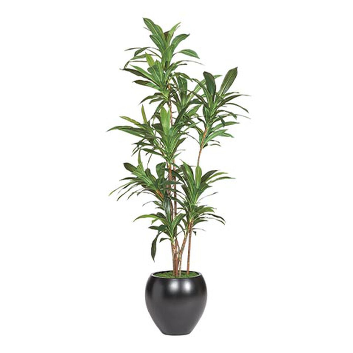 Dracaena Tree