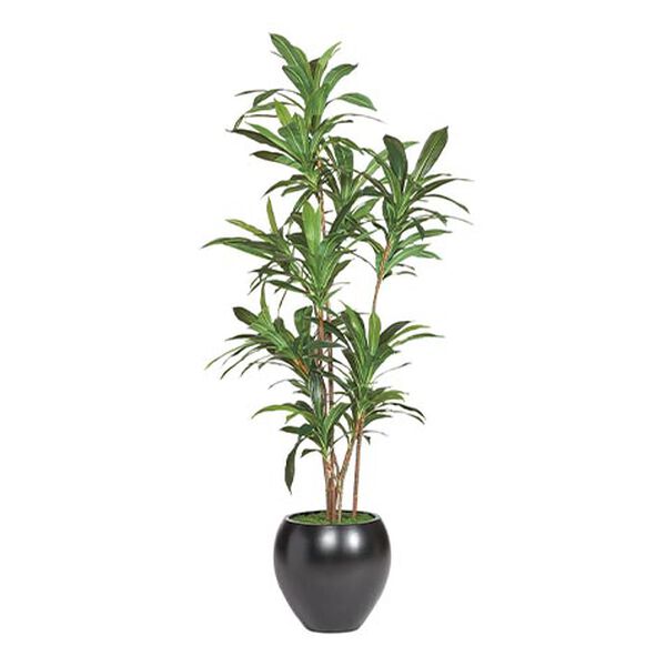 Dracaena Tree